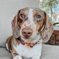 Dog Collar - Teddy -Furfinity Cheap Shop BUDDYTHEDAPPLEPIEBALD 2 63c35a88 5830 4f4c a856 b2f41033a15f