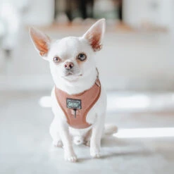 Dog Adjustable Harness - Teddy -Furfinity Cheap Shop BUENOANDFELIX 1