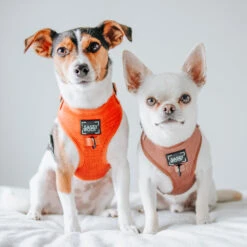 Dog Adjustable Harness - Foxy -Furfinity Cheap Shop BUENOANDFELIX d74b1551 3f90 47d4 b8cd 25f6c86b6a46