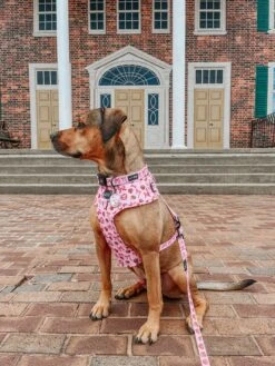 Dog Collar - Sweet Treats 16 Dog Collar - Sweet Treats -Furfinity Cheap Shop BUNNYTHEBROWNIE 3 43a262b4 c519 44a1 a211 6e22534c4052