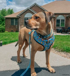 Dog Four Piece Bundle - Nickelodeon CatDog™ -Furfinity Cheap Shop BUNNYTHEBROWNIE 6497d492 6c98 4077 8837 d45b2b1c2880