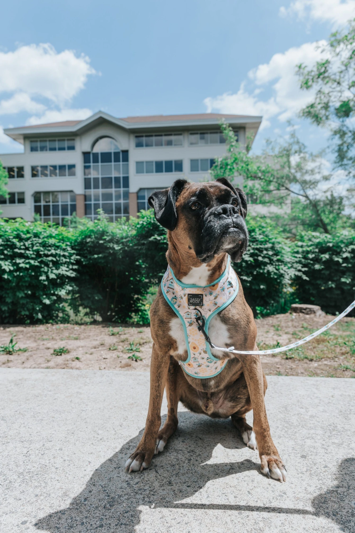 Dog Two Piece Bundle - Bee Sassy 10 Dog Two Piece Bundle - Bee Sassy - Image 8