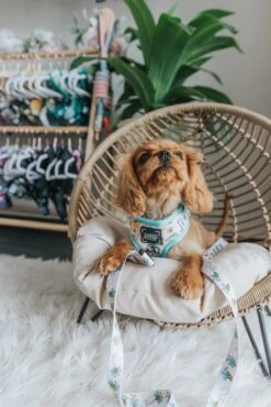 Dog Two Piece Bundle - Bee Sassy 21 Dog Two Piece Bundle - Bee Sassy -Furfinity Cheap Shop Bee Sassy XXS 189390ec 6d76 48bc 9abe 8bd8c750378e