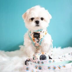 Dog Two Piece Bundle - Bee Sassy 19 Dog Two Piece Bundle - Bee Sassy -Furfinity Cheap Shop BeeSassy21 852837b2 c009 4b90 b073 5f349f0107a4