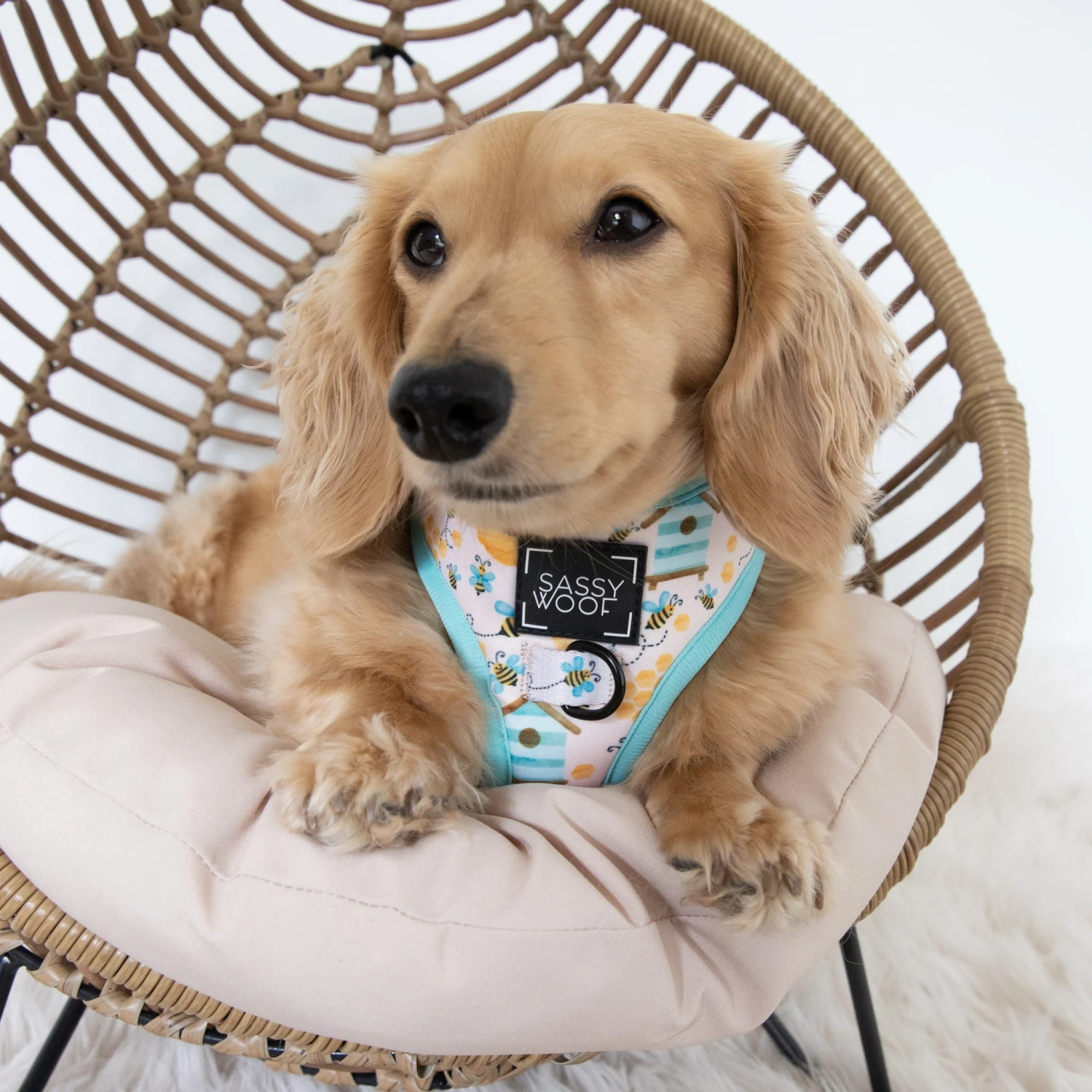 Dog Two Piece Bundle - Bee Sassy 12 Dog Two Piece Bundle - Bee Sassy - Image 10