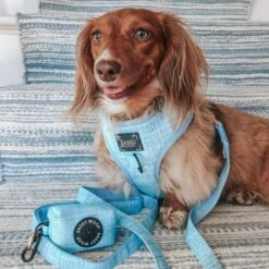 Dog Four Piece Bundle - Blumond -Furfinity Cheap Shop Blue