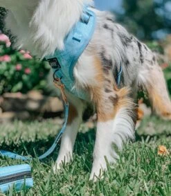 Dog Two Piece Bundle - Blumond -Furfinity Cheap Shop Blue2 2 1b4be8f7 f2ac 4134 824e 1e26960c9166