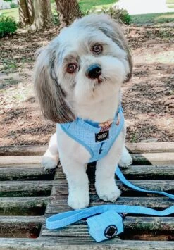 Dog Four Piece Bundle - Blumond -Furfinity Cheap Shop Blue3