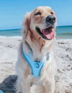 Dog Adjustable Harness - Blumond -Furfinity Cheap Shop Blumond10