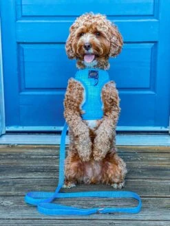 Dog Leash - Blumond -Furfinity Cheap Shop Blumond12