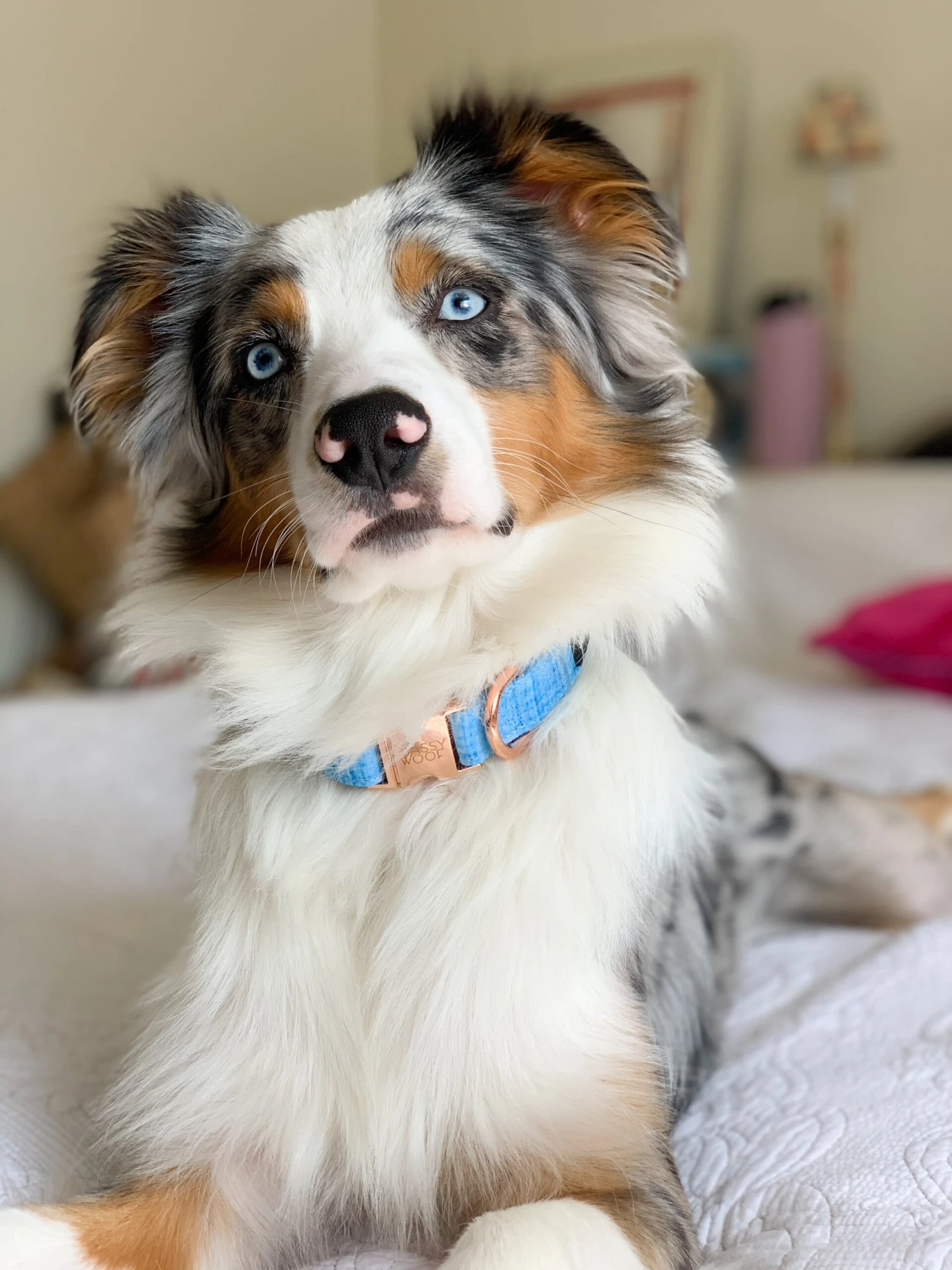 Dog Collar - Blumond 11 Dog Collar - Blumond - Image 9