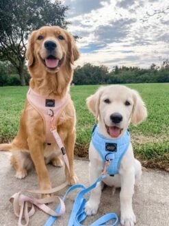 Dog Four Piece Bundle - Blumond -Furfinity Cheap Shop Blumond Pinot1