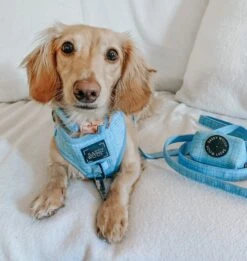 Dog Four Piece Bundle - Blumond -Furfinity Cheap Shop Blumont3