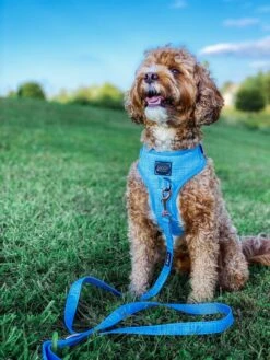 Dog Adjustable Harness - Blumond -Furfinity Cheap Shop Blumont7 2d56d421 901e 4e70 984e 8c10a18909f0