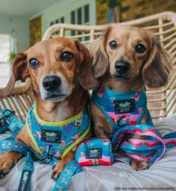 Dog Four Piece Bundle - SpongeBob SquarePants™ Jelly Fishin' -Furfinity Cheap Shop CALLIETHESAUSAGE 2 36c4fbab cd91 4279 9ed6 d8ed8ad88298