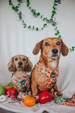 Dog Four Piece Bundle - Apple Of My Eye -Furfinity Cheap Shop CALLIETHESAUSAGE 1