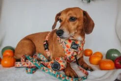 Dog Waste Bag Holder - Mango Tango -Furfinity Cheap Shop CALLIETHESAUSAGE 1 14ae1aac 39f0 4b5a 8580 9a5d4a26f204