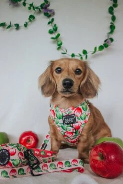 Dog Waste Bag Holder - Apple Of My Eye 14 Dog Waste Bag Holder - Apple Of My Eye -Furfinity Cheap Shop CALLIETHESAUSAGE 2 34da6809 eeb8 4b0f b0e4 17a76fc11aef