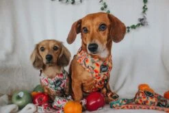 Dog Two Piece Bundle - Mango Tango -Furfinity Cheap Shop CALLIETHESAUSAGE 2 49096f69 95a3 4e52 94c8 430d266e28a1