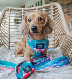 Dog Waste Bag Holder - SpongeBob SquarePants™ And Friends -Furfinity Cheap Shop CALLIETHESAUSAGE 739fbf08 2201 475f 873f 86e7d8518b45