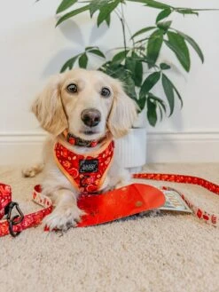 Dog Four Piece Bundle - Lucky Dragon 15 Dog Four Piece Bundle - Lucky Dragon -Furfinity Cheap Shop CALYPSOTHECORGI 1 033e8801 0775 4843 b686 a04e4367f999