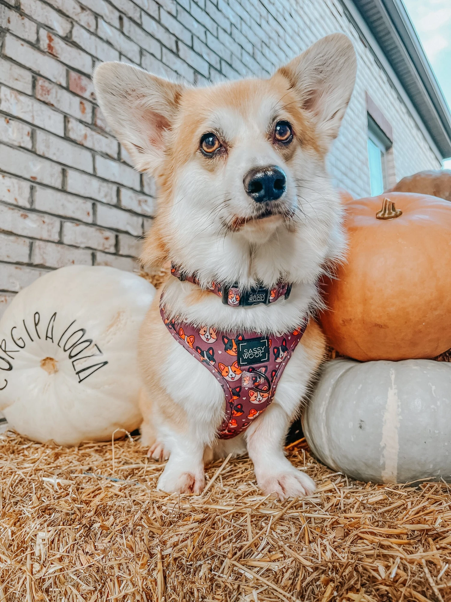 Dog Collar - Cuddly Corgis 8 Dog Collar - Cuddly Corgis - Image 6