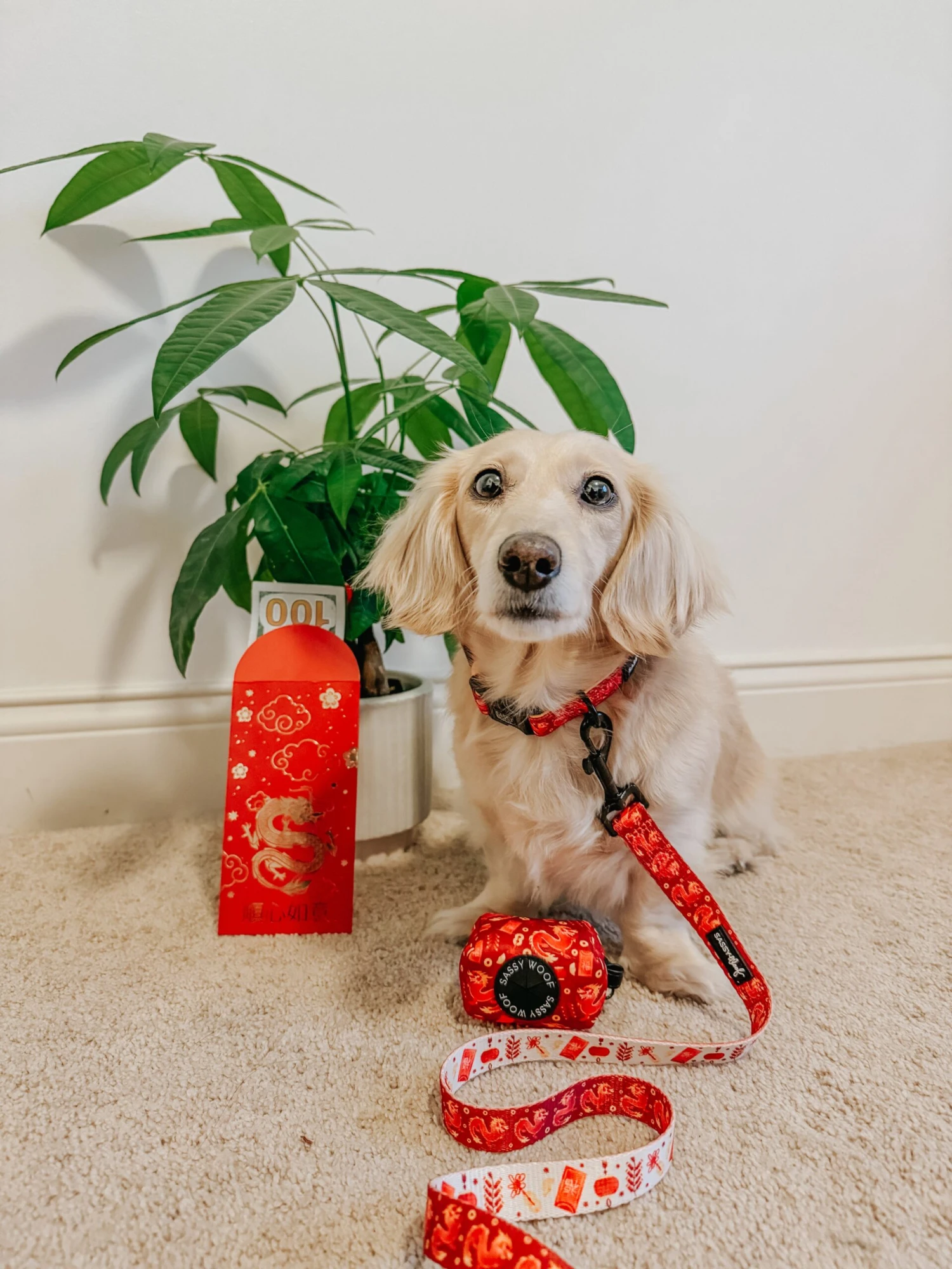 Dog Waste Bag Holder - Lucky Dragon 6 Dog Waste Bag Holder - Lucky Dragon - Image 4