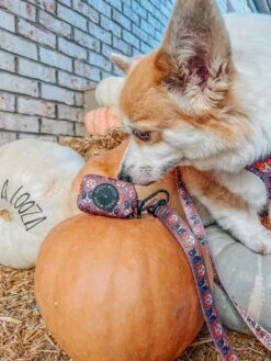 Dog Waste Bag Holder - Cuddly Corgis -Furfinity Cheap Shop CALYPSOTHECORGI 2 bd2d3761 281e 4b00 89b0 04013031e8e0