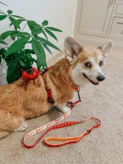 Dog Two Piece Bundle - Lucky Dragon -Furfinity Cheap Shop CALYPSOTHECORGI 3