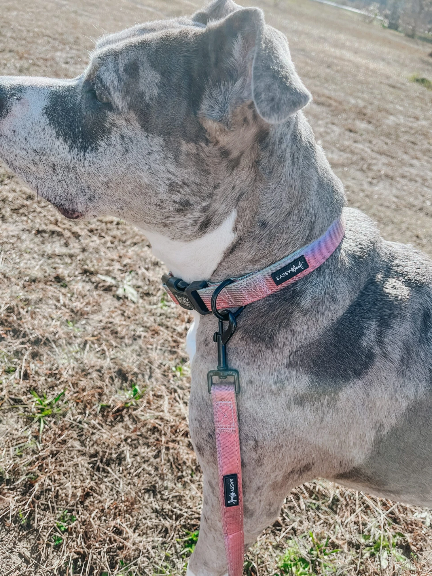 Dog Leash - The Night Life 11 Dog Leash - The Night Life - Image 9