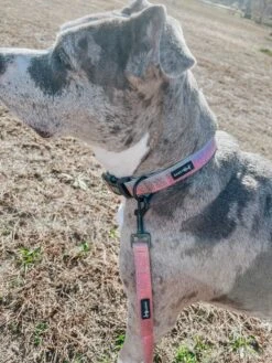 Dog Collar - The Night Life -Furfinity Cheap Shop CAMITHEPITTIEEE d8b3a3f4 0950 49a0 a984 68a5f86bf24e