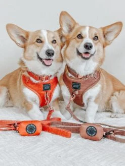 Dog Four Piece Bundle - Teddy -Furfinity Cheap Shop CAPTAINANDTONY 1 0e227c25 6167 4265 a001 94985fddbfa4