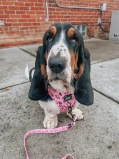 Dog Adjustable Harness - Sweet Treats -Furfinity Cheap Shop CARTIERBOUJEEBEE 2 cf199e37 ffea 41d3 9cf7 93bd1012a9ef