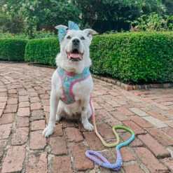 Dog Rope Leash - Polly Pocket™ -Furfinity Cheap Shop CASEYTHEPYRMIX 2