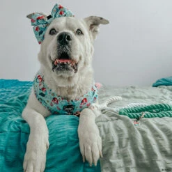 Dog Two Piece Bundle - Disney's Ariel -Furfinity Cheap Shop CASEYTHEPYRMIX 2 66e5c137 04aa 4c08 b496 a27f8df6ddc2