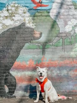 Dog Adjustable Harness - Foxy -Furfinity Cheap Shop CASEYTHEPYRMIX 2 4810c698 331a 4c45 831a ae4976a9d7b7