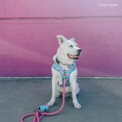 Dog Rope Leash - BARBIE™ 17 Dog Rope Leash - BARBIE™ -Furfinity Cheap Shop CASEYTHEPYRMIX 3 546255bc 41eb 4d8c 8c00 0837ed3ce6c9