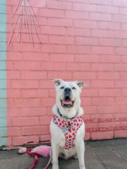 Dog Adjustable Harness - I Woof You Berry Much 29 Dog Adjustable Harness - I Woof You Berry Much -Furfinity Cheap Shop CASEYTHEPYRMIX 3 f2cb9c69 7030 4ce2 aa2e b18807415eb1