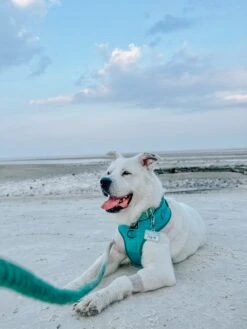 Dog Rope Leash - Ombre Teal -Furfinity Cheap Shop CASEYTHEPYRMIX 47c8e4e7 9717 4333 919c b91384ddd748