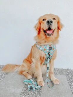 Dog Two Piece Bundle - Glam Goldens 15 Dog Two Piece Bundle - Glam Goldens -Furfinity Cheap Shop CASPER THE GOLDEN 2 f7f1d2e2 dc76 4c99 8714 fcd70d1db917