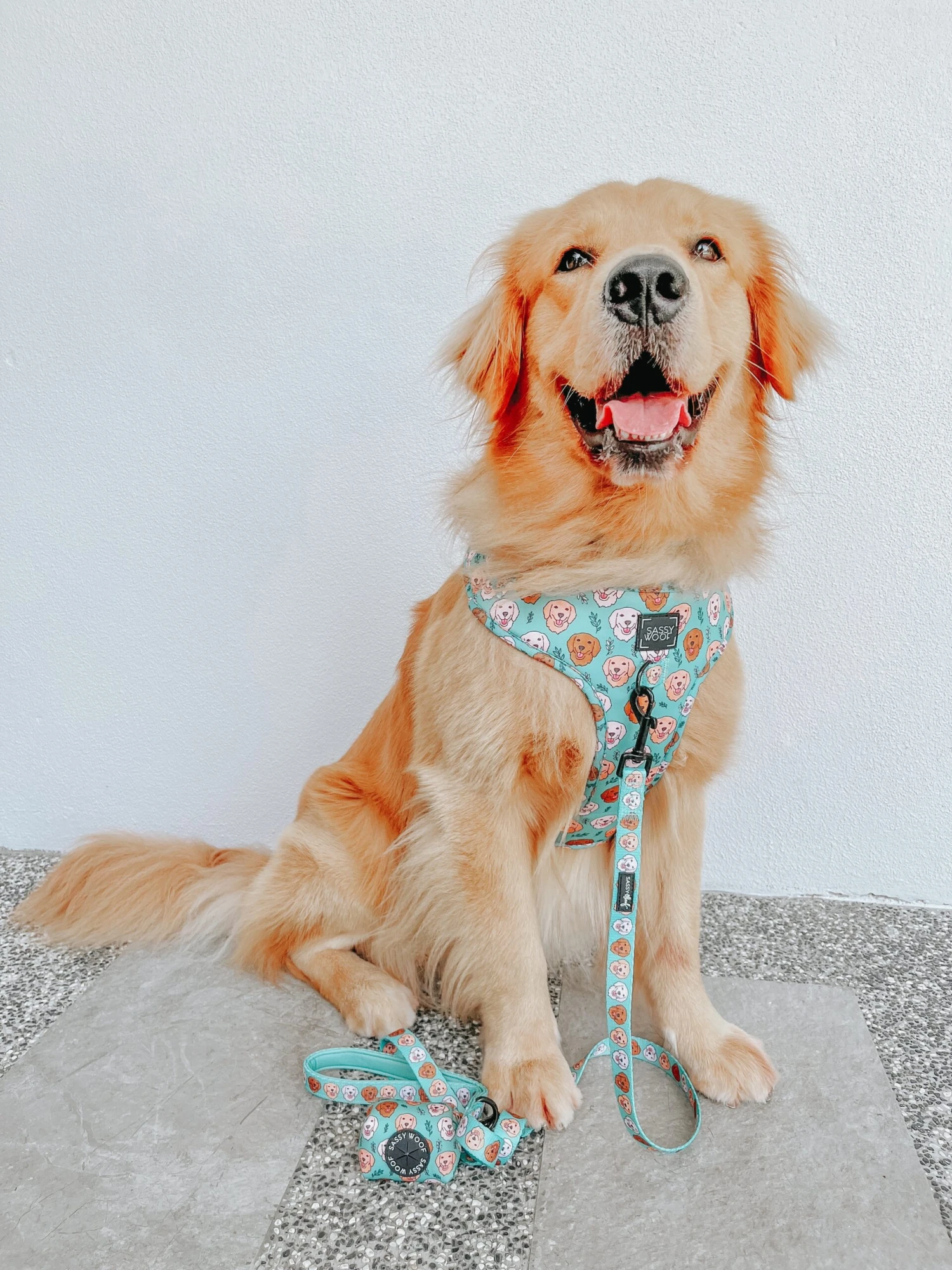 Dog Two Piece Bundle - Glam Goldens 8 Dog Two Piece Bundle - Glam Goldens - Image 6