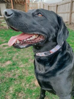 Dog Collar - Loyal Labradors -Furfinity Cheap Shop CAYDETHELABRADOR 2