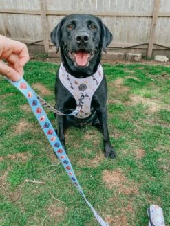 Dog Leash - Loyal Labradors -Furfinity Cheap Shop CAYDETHELABRADOR 3 91af21aa 89f1 445f 8b67 be6996768e12