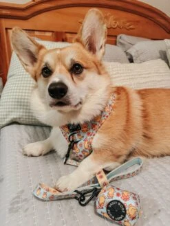 Dog Leash - Good Duck, Babe! -Furfinity Cheap Shop CEEDEETHECORGI 1 3c605e86 6b6f 4e7a 93b6 e89ff897f43a