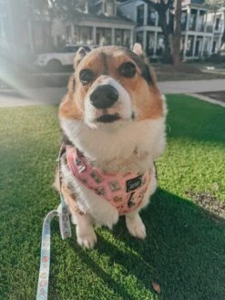 Dog Leash - Out Of Office -Furfinity Cheap Shop CEEDEETHECORGI 3 ff00875f c5ef 4085 994d 5ab5b84f209d