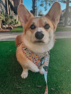 Dog Adjustable Harness - Good Duck, Babe! -Furfinity Cheap Shop CEEDEETHECORGI 5 a4b09329 278c 4d32 9e97 39faddaa61e5