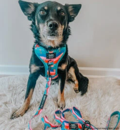 Dog Four Piece Bundle - SpongeBob SquarePants™ And Friends -Furfinity Cheap Shop CHAITOTHERESCUE 2 8c67d965 e65f 4e21 84bb 2782d2164945