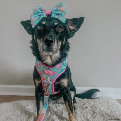 Dog Sailor Bow - Polly Pocket™ -Furfinity Cheap Shop CHAITOTHERESCUE 2 c64bdd56 86e2 4344 980f 1fdce9f346b3