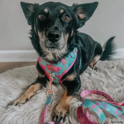 Dog Four Piece Bundle - Polly Pocket™ -Furfinity Cheap Shop CHAITOTHERESCUE 4 3a90d320 eb30 4d15 85ea f1ef8cf773ac