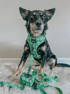 Dog Leash- Kiwi Krazy -Furfinity Cheap Shop CHAITOTHERESCUE 1 60882631 cf2b 4e02 a9f2 b53b1327aed2